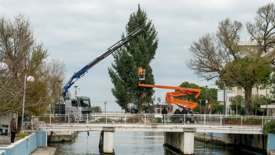 l’albero sul porto