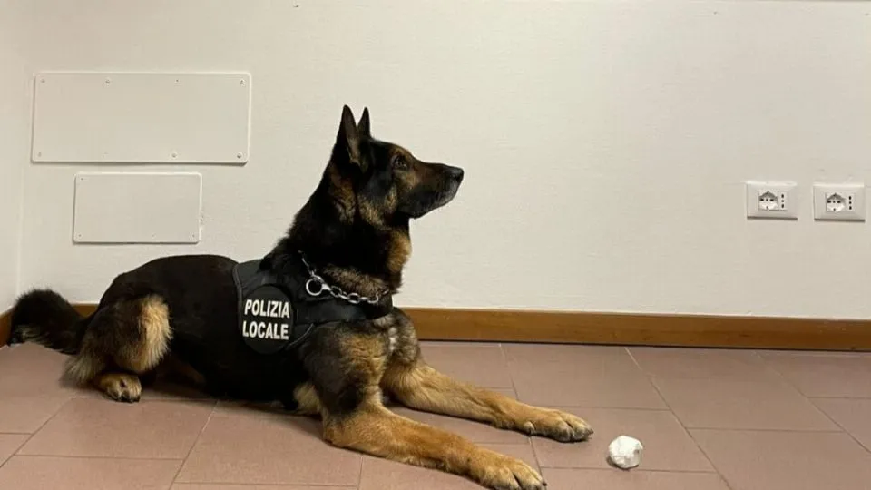 il cane antidroga Jago con la cocaina recuperata