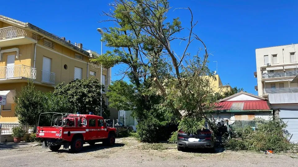 una pianta finita su un’auto in zona porto a Cattolica
