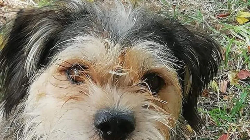 Bingo, il meticcio ucciso