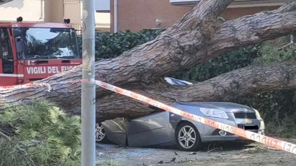 l’albero sull’auto
