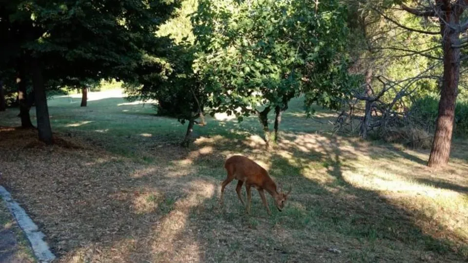 ricevuta da un lettore di newsrimini
