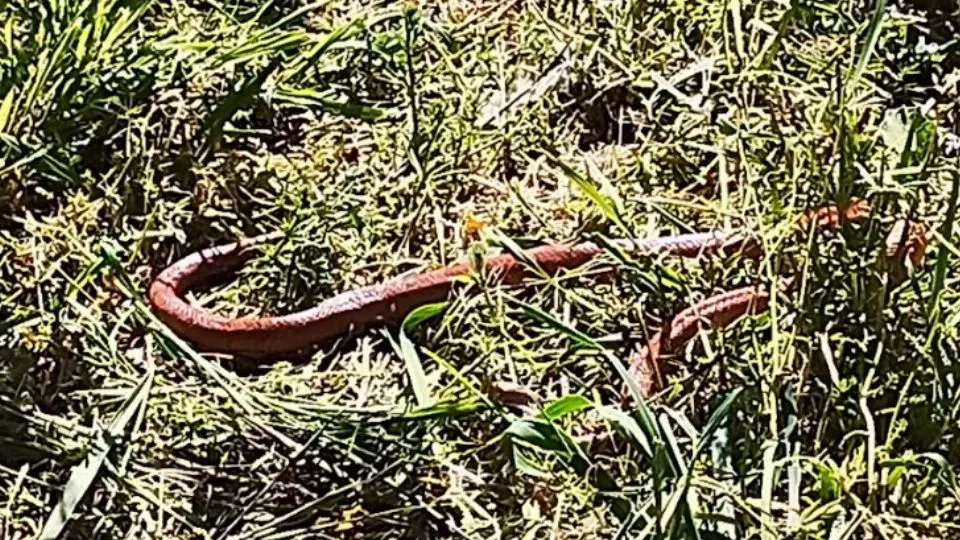 il serpente (@newsrimini)