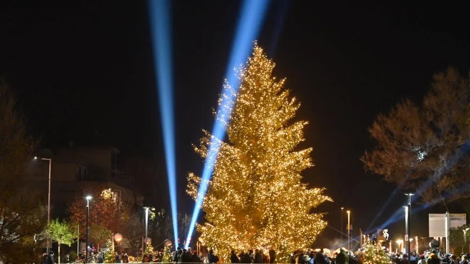 l’albero sul porto di Riccione