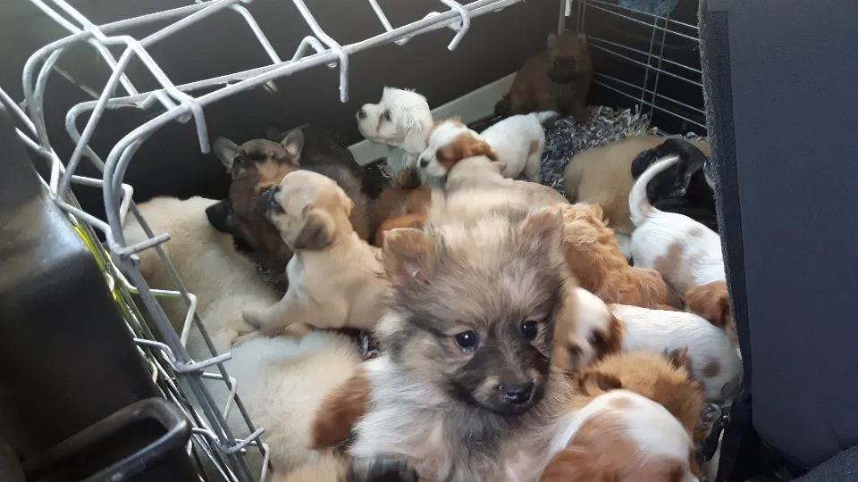 alcuni dei cuccioli stipati in minuscole gabbie
