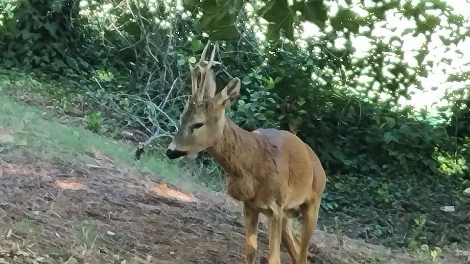 il capriolo