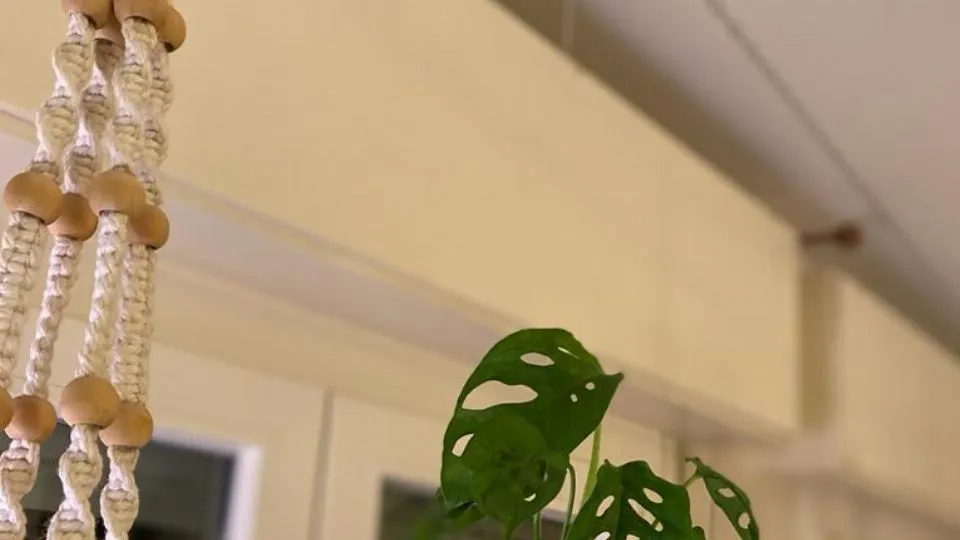 un kokedama
