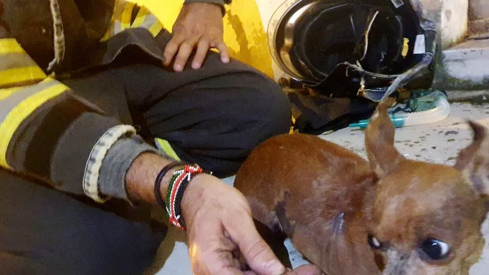 il cagnolino salvato dai vigili del fuoco (foto Migliorini)