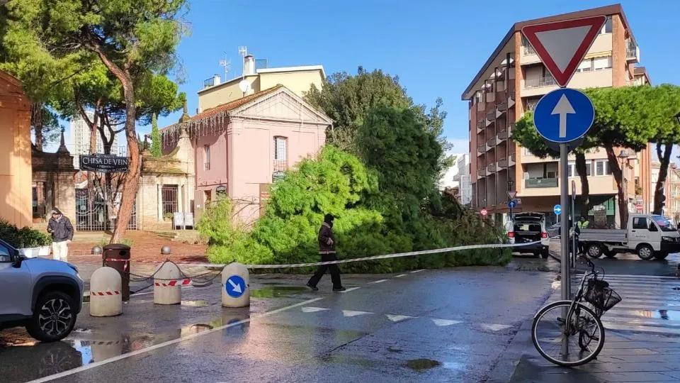 l’albero caduto in via Dante a Rimini