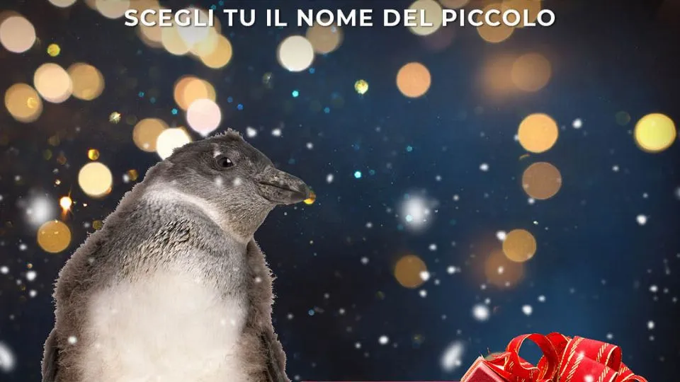 il nuovo nato
