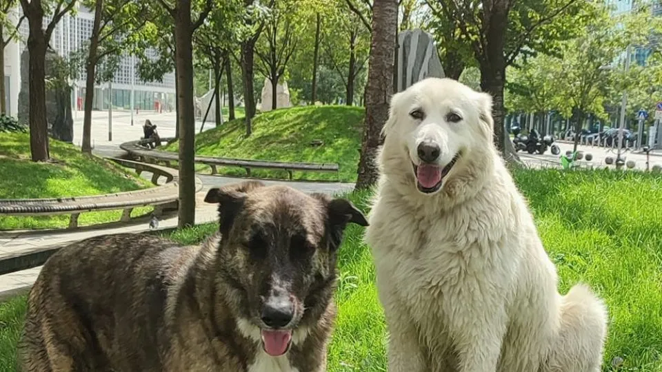 Nina e Upa
