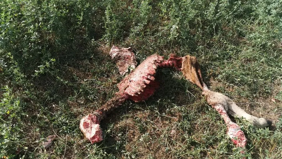 l’attacco di lupi del 16 settembre a Sant’Agata