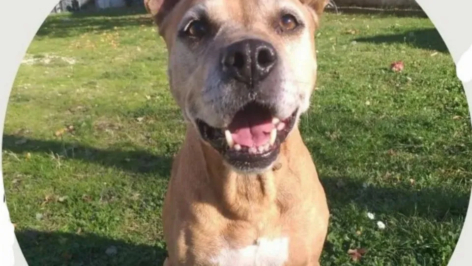 Mya