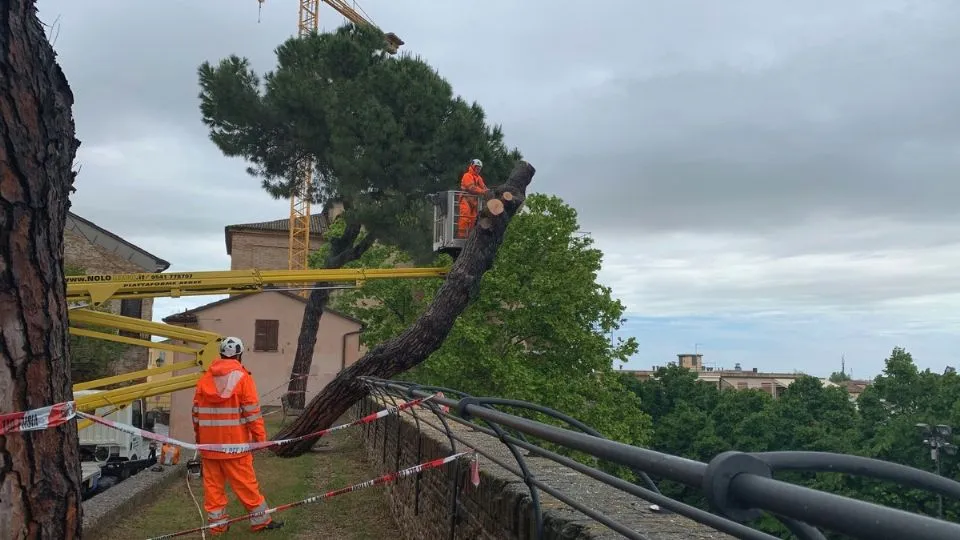 rimozione del pino caduto in via Massani a S.Arcangelo
