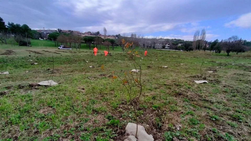 le nuove piantumazioni