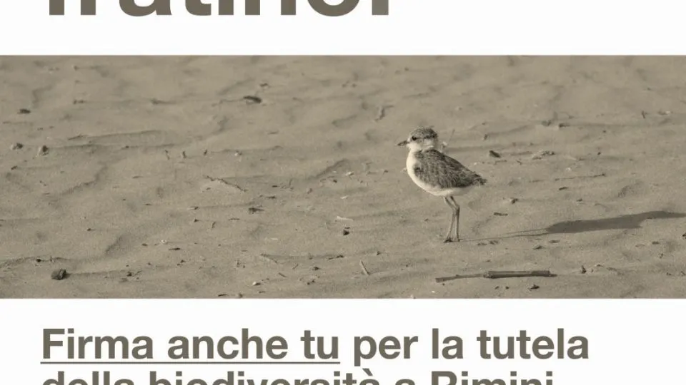 la locandina della petizione
