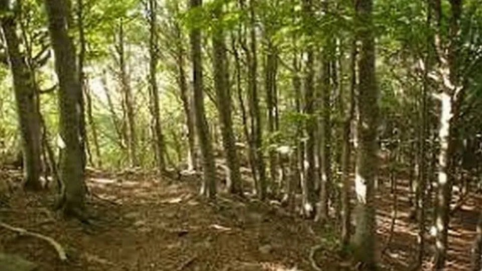 il bosco di Albereto