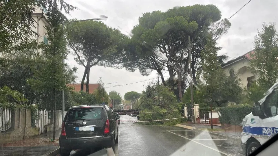 il pino crollato in strada