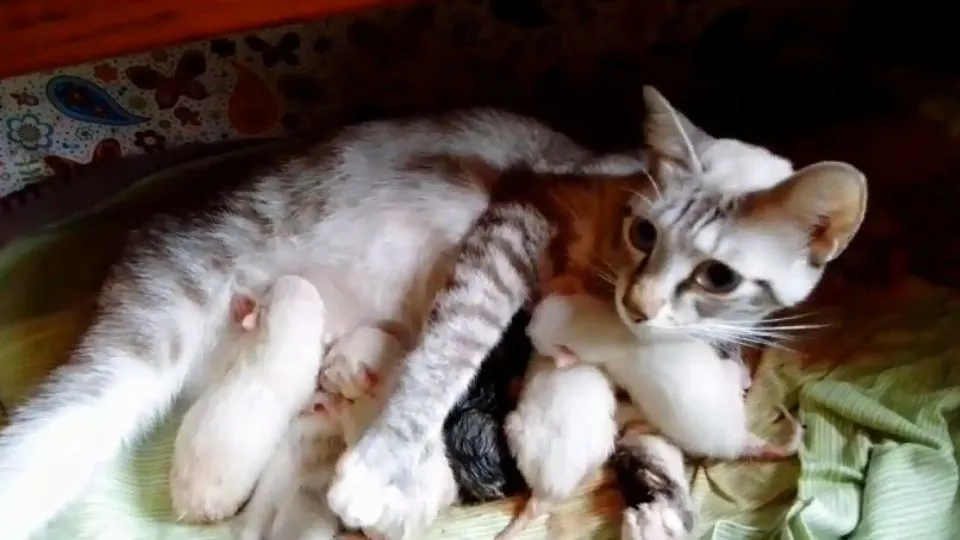 la mamma gatta con i micini appena nati