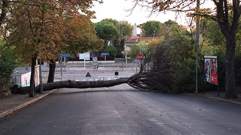 Albero caduto in viale Panoramica 

