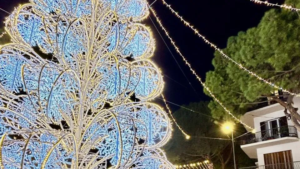 Il grande albero Bianco di Cattolica