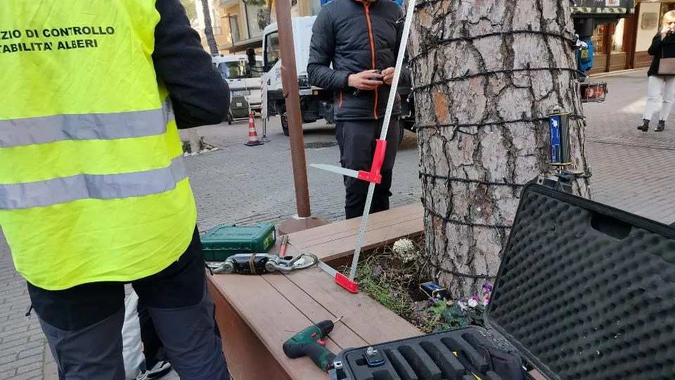 un albero sotto esame