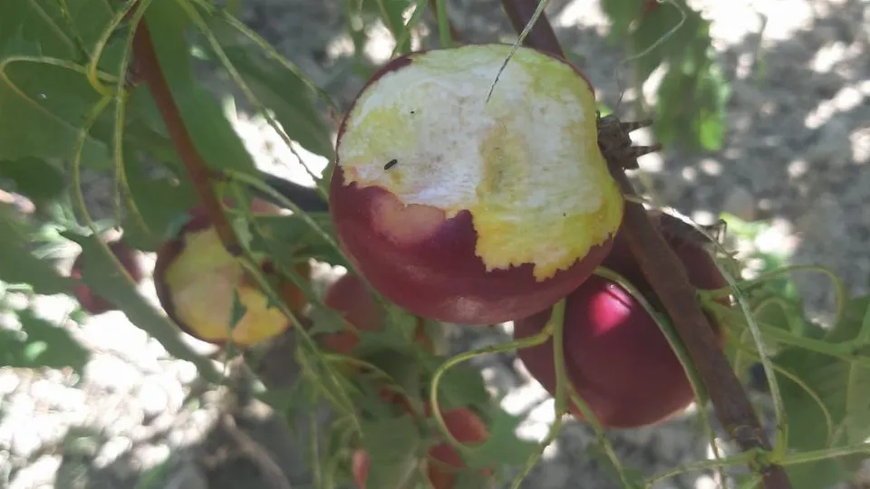 frutta danneggiata