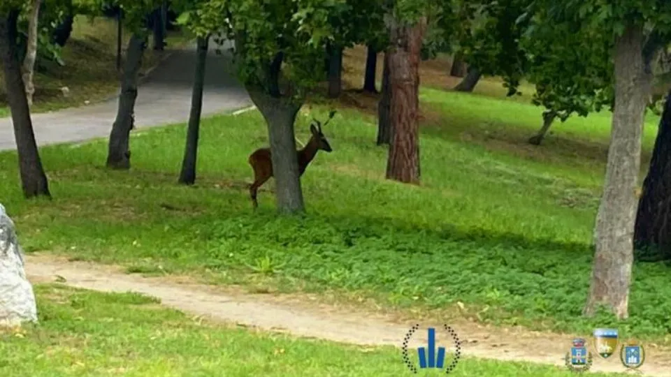 il capriolo nel parco di Riccione