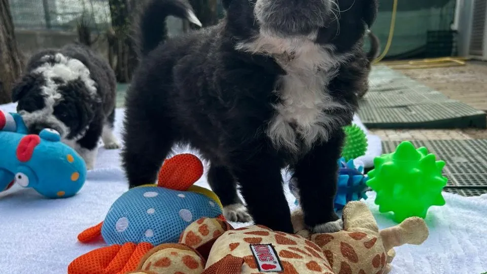 uno dei cuccioli da adottare