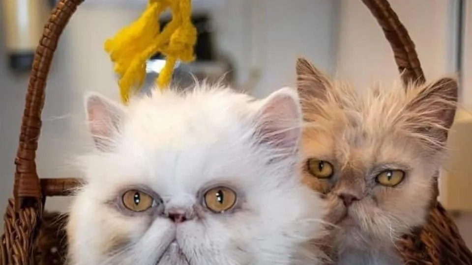 i due gatti in adozione al canile