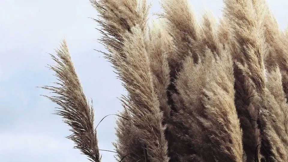repertorio