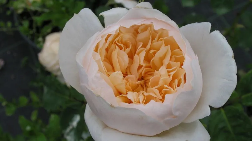una delle specie del roseto
