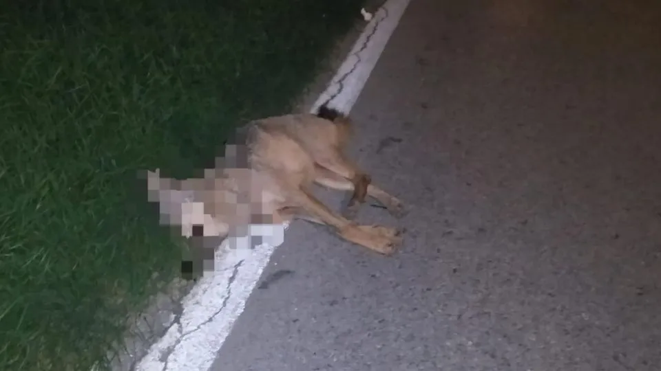 la carcassa del lupo in strada