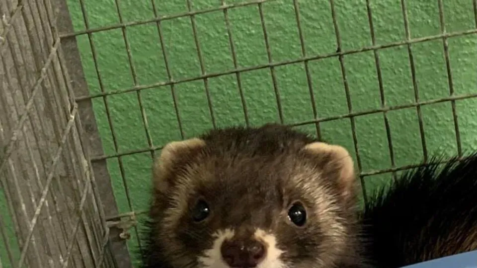 Passione per gli animali e competenza. L’attività del CRAS di Rimini
