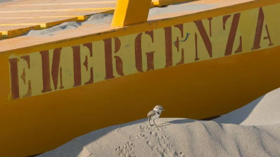 un fratino sulla spiaggia di Rimini Sud