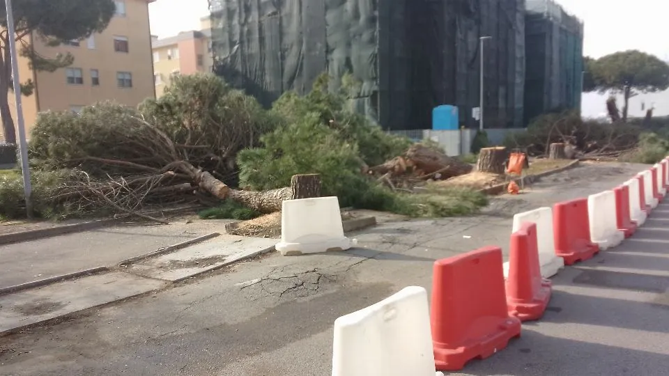 i pini a terra in via Baldini a Igea
