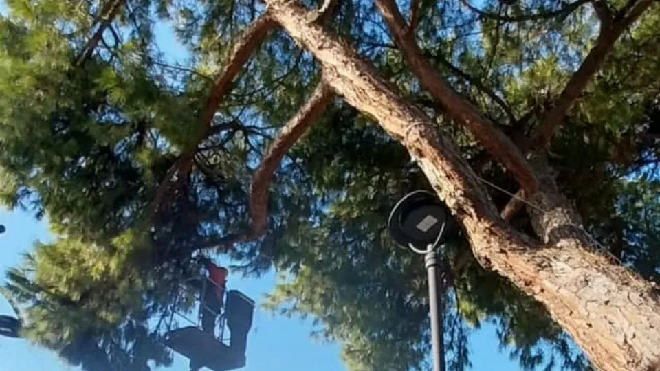 il pino inclinato di viale Ceccarini