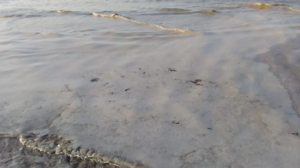 mucillagine a Rimini