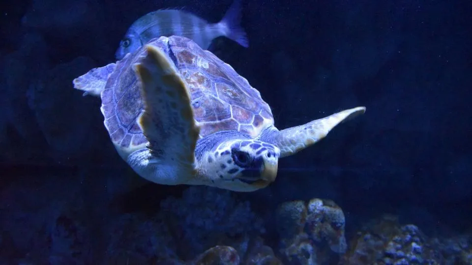 Cenere nuota nell’acquario di Cattolica
