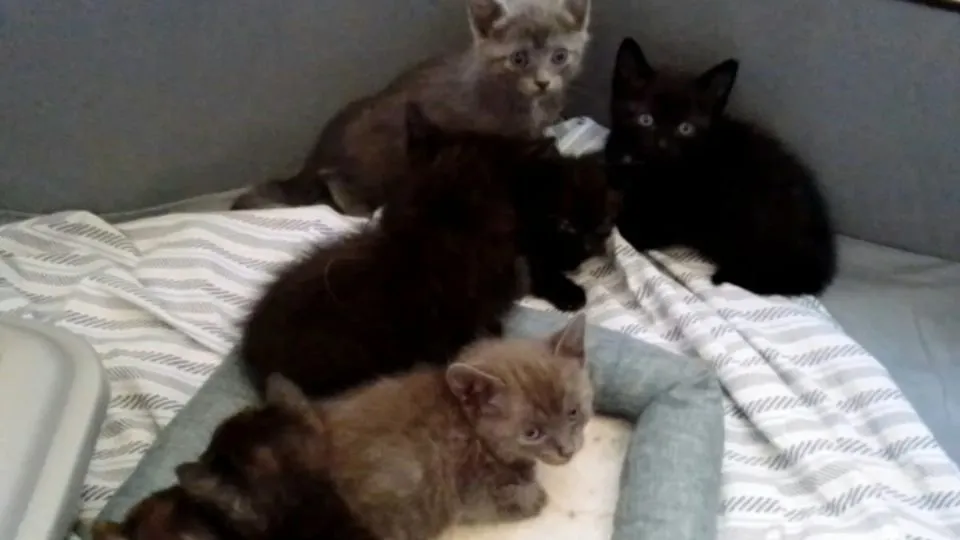 i gattini abbandonati