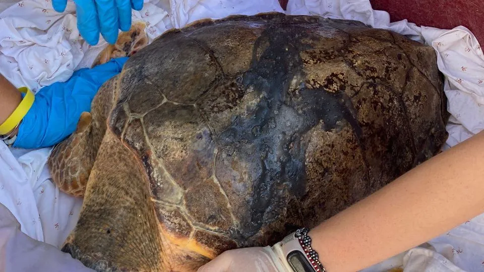 una tartaruga curata dalla Fondazione Cetacea