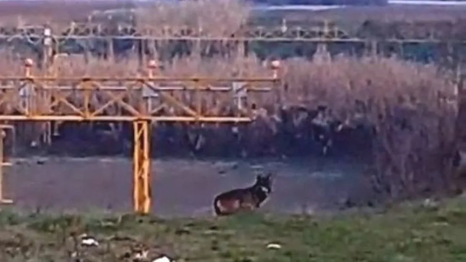 dal video di Massimo Di Luigi

