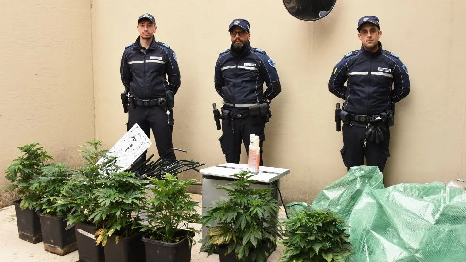 le piante di marijuana sequestrate dalla polizia Locale (foto Migliorini)