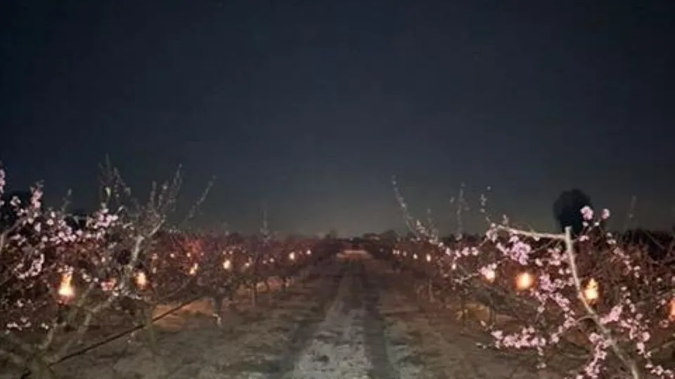 gelata nei campi (primavera 2025)
