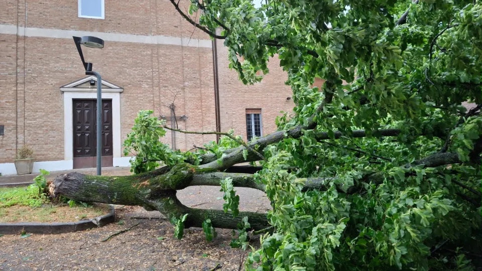 albero abbattuto dal maltempo a San Lorenzo in Correggiano