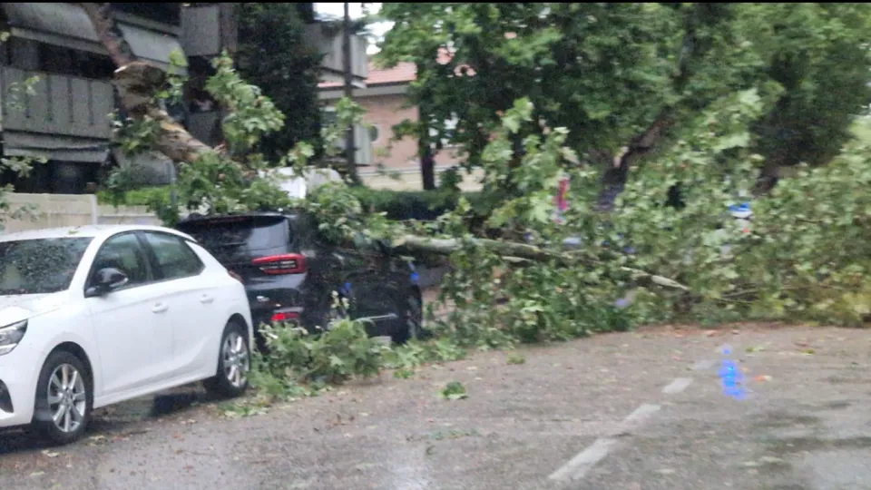 albero abbattuto dal vento in via Tripoli a Rimini