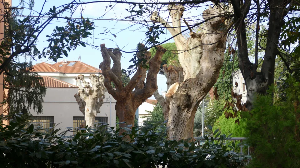 Alcuni alberi con i rami tagliati