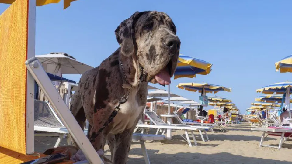 @assessorato al turismo Comune di Rimini
