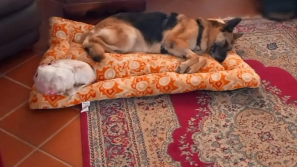 Bella e Sissi, adottate insieme