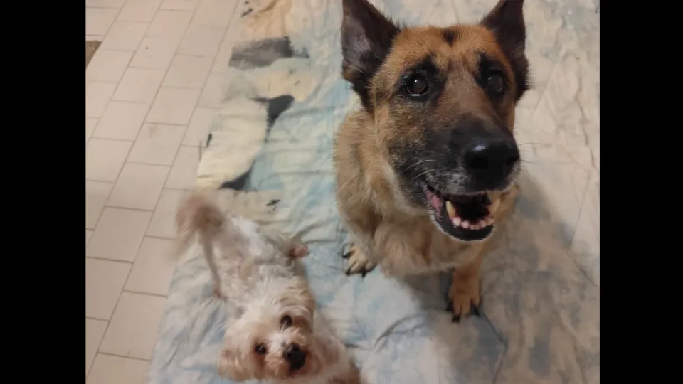 bella e sissy